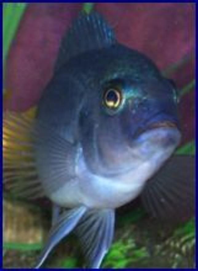 freshwater fish - pseudotropheus acei - acei cichlid stocking in 55 gallons tank - I named him Charlie Blue  ! i think he's a cobolt blue,,, i love him he' is one of my first ,