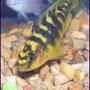 freshwater fish - pseudotropheus crabro - bumblebee cichlid stocking in 55 gallons tank - bumble bee,,cichlid... not sure
