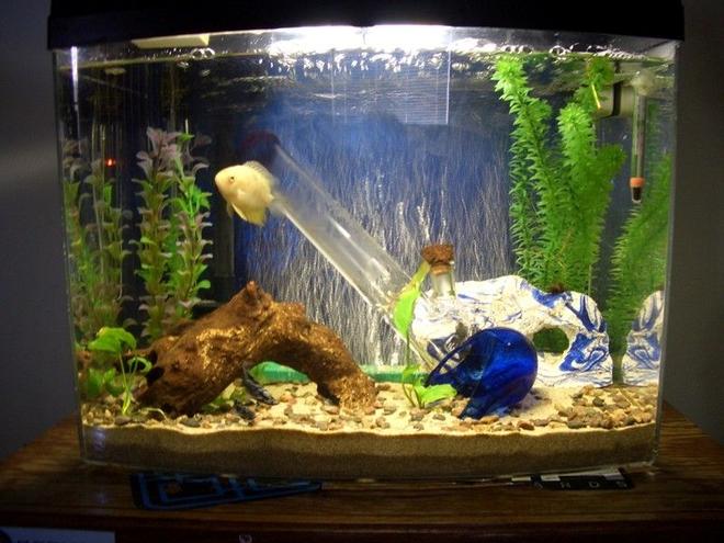 45 gallons freshwater fish tank (mostly fish and non-living decorations) - 25 gallon Bow-Front Bong tank
