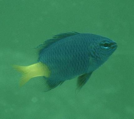 saltwater fish - chrysiptera parasema - yellowtail damselfish stocking in 10 gallons tank - My yellow tailed blue damselfish named Pheona. The fish is currently about an inch long.