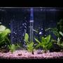30 gallons planted tank (mostly live plants and fish) - After the plastic