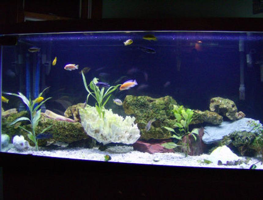 Rated #1603: 90 Gallons Freshwater Fish Tank - 90gallontankwith2canisterfilters205+305-fluval+skimmer  rocks plants cichlids and  catfish coralife light