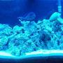 55 gallons saltwater fish tank (mostly fish, little/no live coral) - 55gallon salt water tank