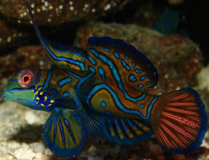 saltwater fish - pterosynchiropus splendidus var. - red mandarin stocking in 29 gallons tank - My dude!