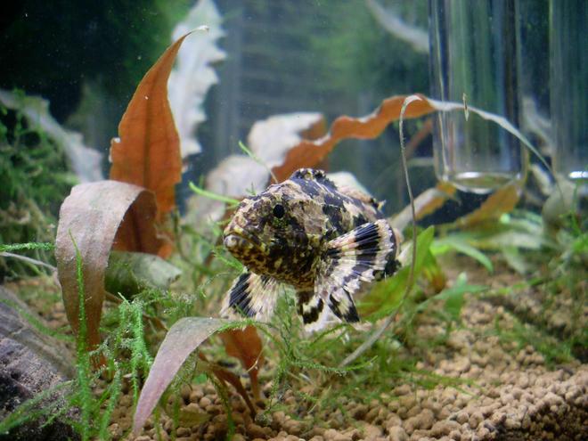 freshwater fish - notesthes robusta - bullrout stocking in 50 gallons tank - my bullrout (notesthes robusta)
found on the eastern side of australia lives in brackish water and fresh 
it is a greedy predator that ambushes its prey 
it is a scorpionfish one has to be cautious with handeling since it dose have poisionous spines the sting is quite painful and at mature age u would be in for a visit to the hospital 
they are one of my fav fish they can be tamed if u can get them at an early age
