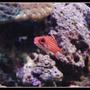saltwater fish - sargocentron xantherythrum - squirrelfish, striped stocking in 125 gallons tank - Skirrelfish big eye