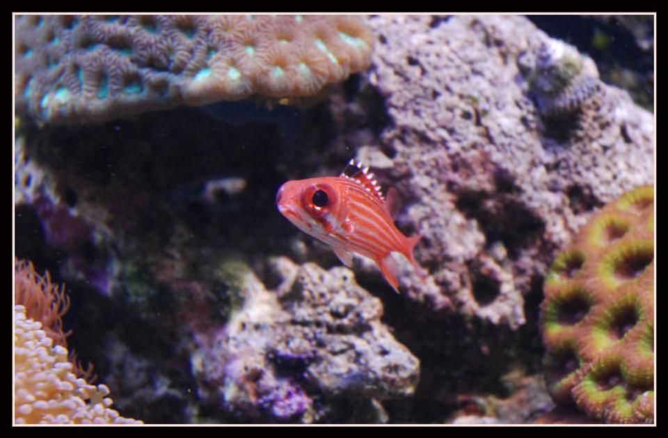 saltwater fish - sargocentron xantherythrum - squirrelfish, striped stocking in 125 gallons tank - Skirrelfish big eye