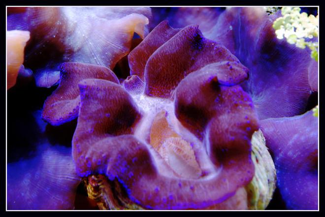 corals inverts - tridacna crocea - crocea clam stocking in 125 gallons tank - Purple Crocea Clam