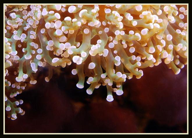 corals inverts - euphyllia paradivisa - frogspawn coral stocking in 125 gallons tank - Detail of Frogspawn in 125 reef