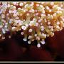 corals inverts - euphyllia paradivisa - frogspawn coral stocking in 125 gallons tank - Detail of Frogspawn in 125 reef