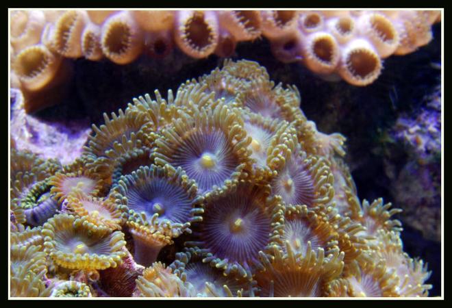 corals inverts - palythoa sp. - blue devil zoanthids stocking in 125 gallons tank - Zoas in my reef tank close