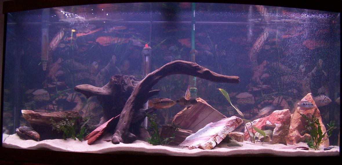 72 gallons freshwater fish tank (mostly fish and non-living decorations) - 72 Gallon Central American Cichlid Tank