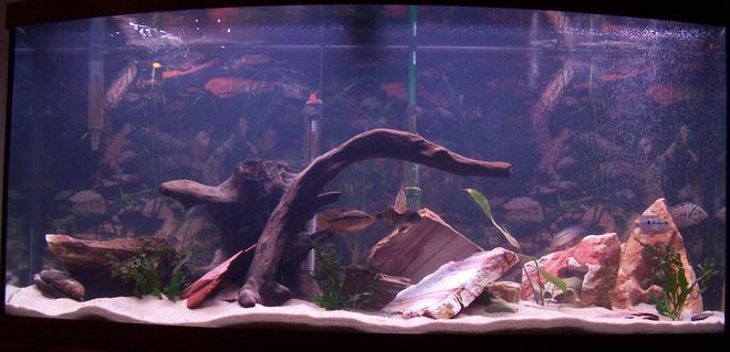 72 gallons freshwater fish tank (mostly fish and non-living decorations) - 72 Gallon Central American Cichlid Tank