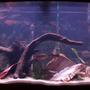 72 gallons freshwater fish tank (mostly fish and non-living decorations) - 72 Gallon Central American Cichlid Tank