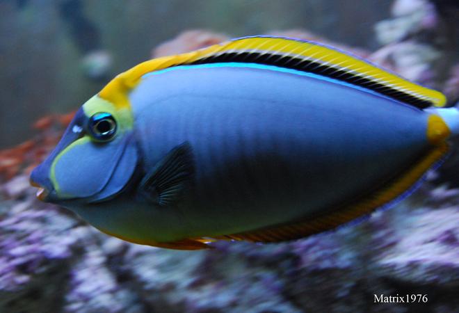 saltwater fish - naso lituratus - naso tang stocking in 280 gallons tank - Naso Tang