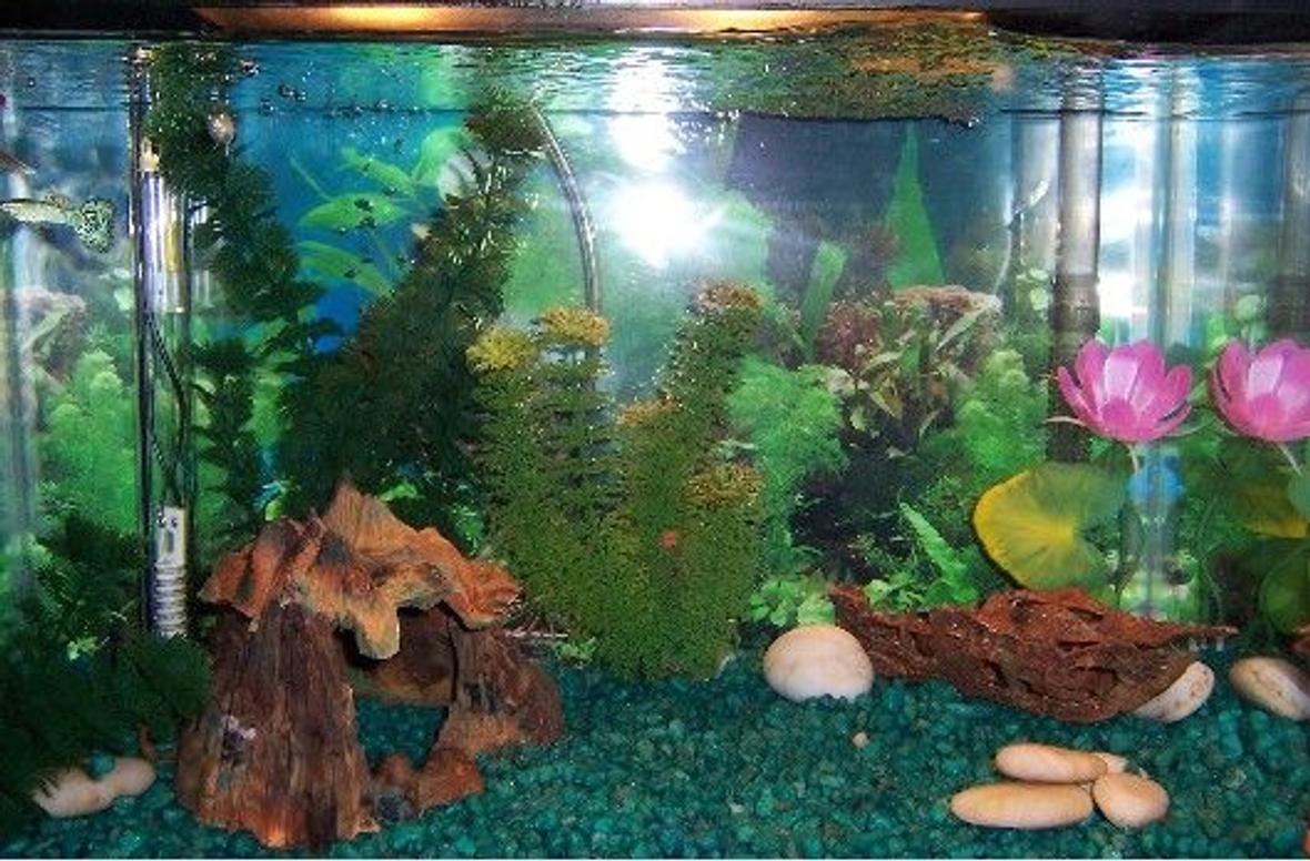 10 gallons freshwater fish tank (mostly fish and non-living decorations) - simple free tank decorated with random aquarium pieces i had laying around houses a guppy trio and five dwarf corys will upload more aquariums when camera starts working again