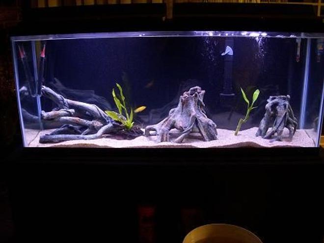 55 gallons freshwater fish tank (mostly fish and non-living decorations) - My cichlids tank