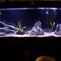 55 gallons freshwater fish tank (mostly fish and non-living decorations) - My cichlids tank