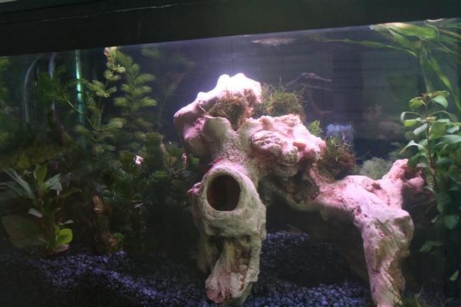 72 gallons planted tank (mostly live plants and fish) - Shrimp Paradise.
All live plants.