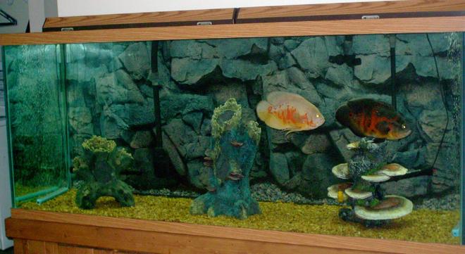 220 gallons freshwater fish tank (mostly fish and non-living decorations) - 220 gallon. tank is 6 foot long x 2 foot wide. tank and background were purchased at Greentree pet center in Clarksville, Indiana.