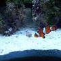 saltwater fish - amphiprion ocellaris - ocellaris clownfish stocking in 55 gallons tank - MY OCELLARIS CLOWN FISH