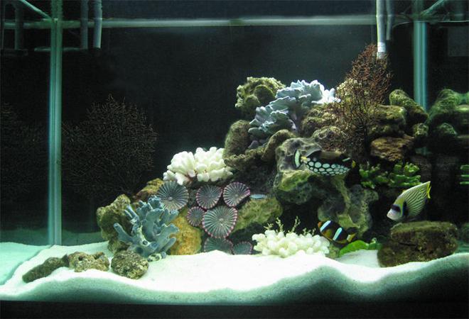 80 gallons saltwater fish tank (mostly fish, little/no live coral) - 80G with dead corals but loads of live rocks collected by hand from the nearby ocean... 700W of CFL 6500K.  4G Canister filter with activated carbon & seachem mix, protein skimmer, UV sterilizer, 2 Power filters (4000 l/ph). That's about it.