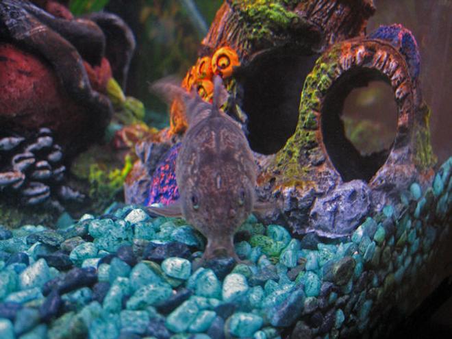 freshwater fish - corydoras paleatus - peppered cory cat stocking in 10 gallons tank - Peppered Corydora Catfish