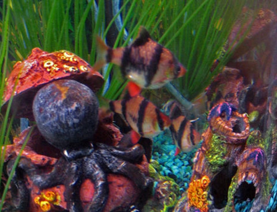 freshwater fish - puntius tetrazona - tiger barb stocking in 10 gallons tank - Tiger Barbs