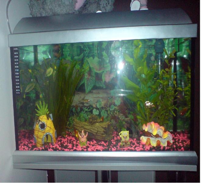 12 gallons freshwater fish tank (mostly fish and non-living decorations) - My Fish Tank!