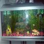 12 gallons freshwater fish tank (mostly fish and non-living decorations) - My Fish Tank!