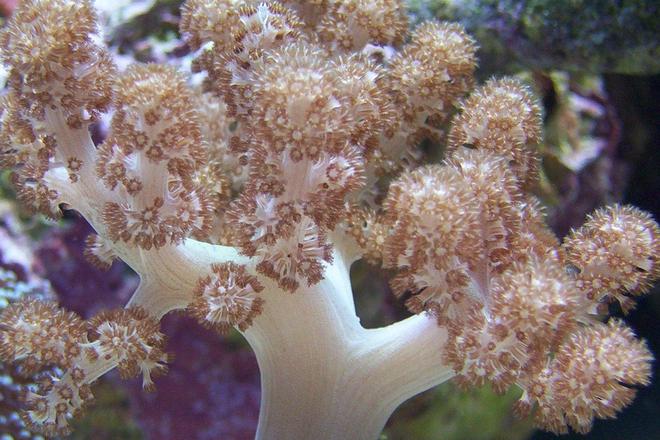 corals inverts - capnella sp. - kenya tree coral stocking in 65 gallons tank - kenya tree coral.
 (Capnella sp.)