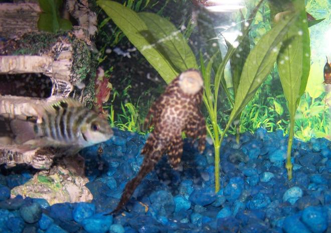 freshwater fish - archocentrus nigrofasciatus - black convict cichlid stocking in 29 gallons tank - My sailfin pleco and my convict and live plants behind them