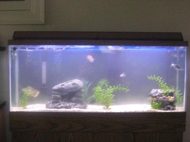 55 gallons freshwater fish tank (mostly fish and non-living decorations) - not where i wanna be yet but a work in progress