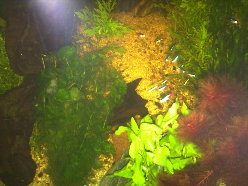 Rated #1984: 150 Gallons Planted Tank - thats how it looked like in 2005