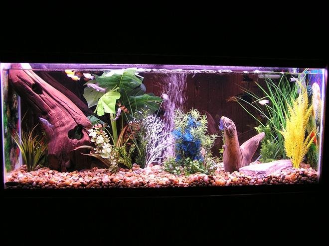 55 gallons freshwater fish tank (mostly fish and non-living decorations) - Freshwater tank with Columbian Sharks, a Bala Shark, a blind shark, several red tail sharks, clown loaches and mollies
