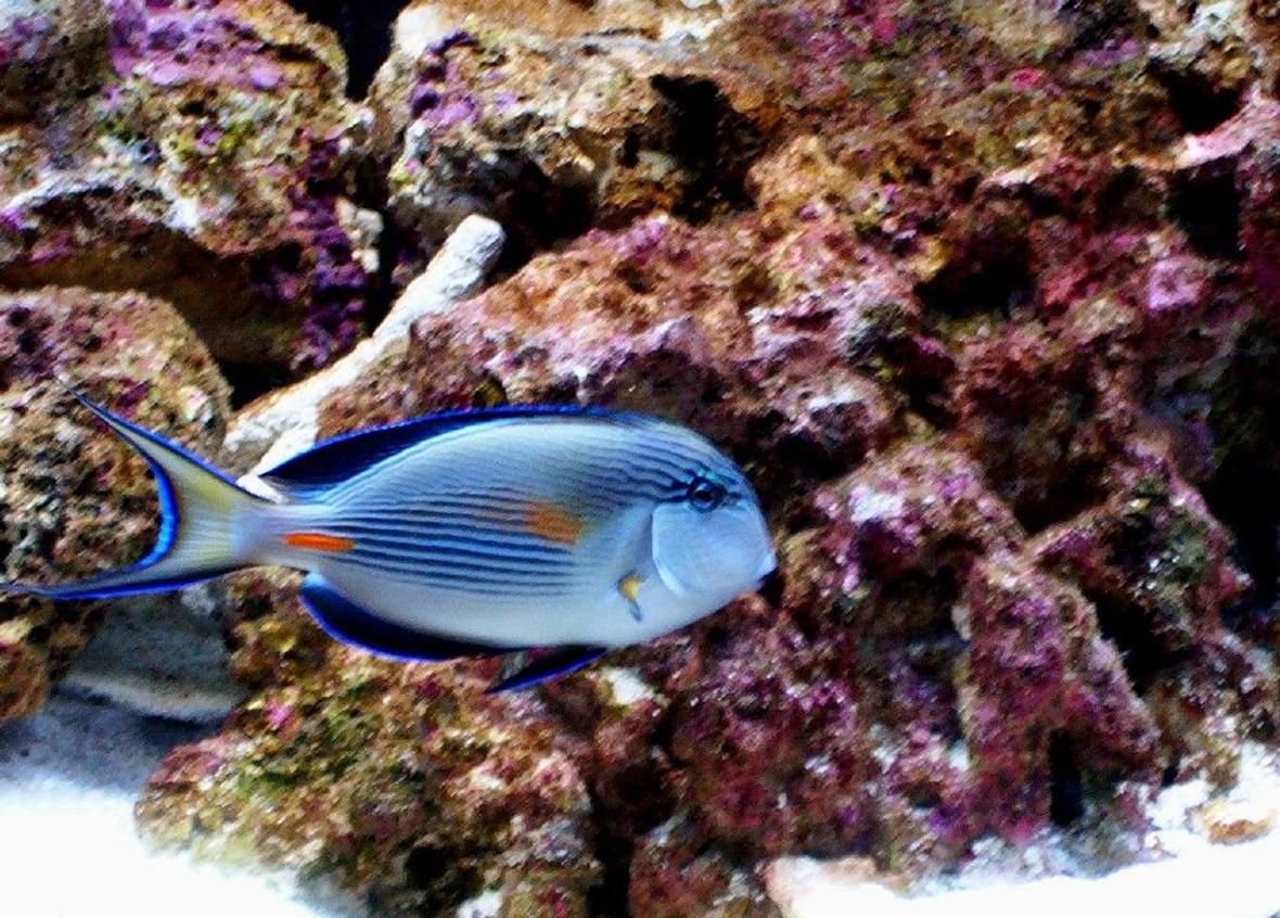 saltwater fish - acanthurus sohal - sohal tang stocking in 55 gallons tank - my sohal tang