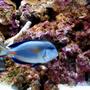 saltwater fish - acanthurus sohal - sohal tang stocking in 55 gallons tank - my sohal tang