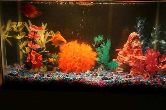 10 gallons freshwater fish tank (mostly fish and non-living decorations) - This is a photo of the full aquarium where you can see all the fish except the catfish who is camera shy. 

:)