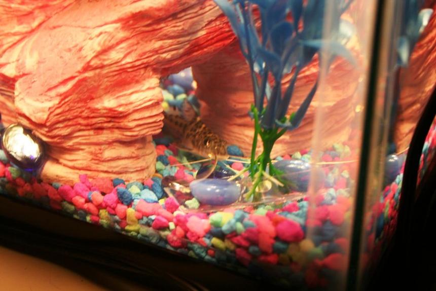 Rated #2167: Freshwater Fish - Pimelodus Pictus - Pictus Cat Stocking In 10 Gallons Tank - This is my Pictus Catfish. I call her Britney because she is camera shy.  :)