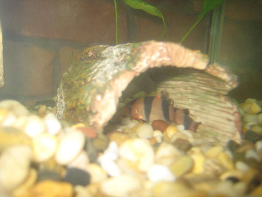 Rated #2353: Freshwater Fish - Botia Macracantha - Clown Loach Stocking In 60 Gallons Tank - Clown Loach