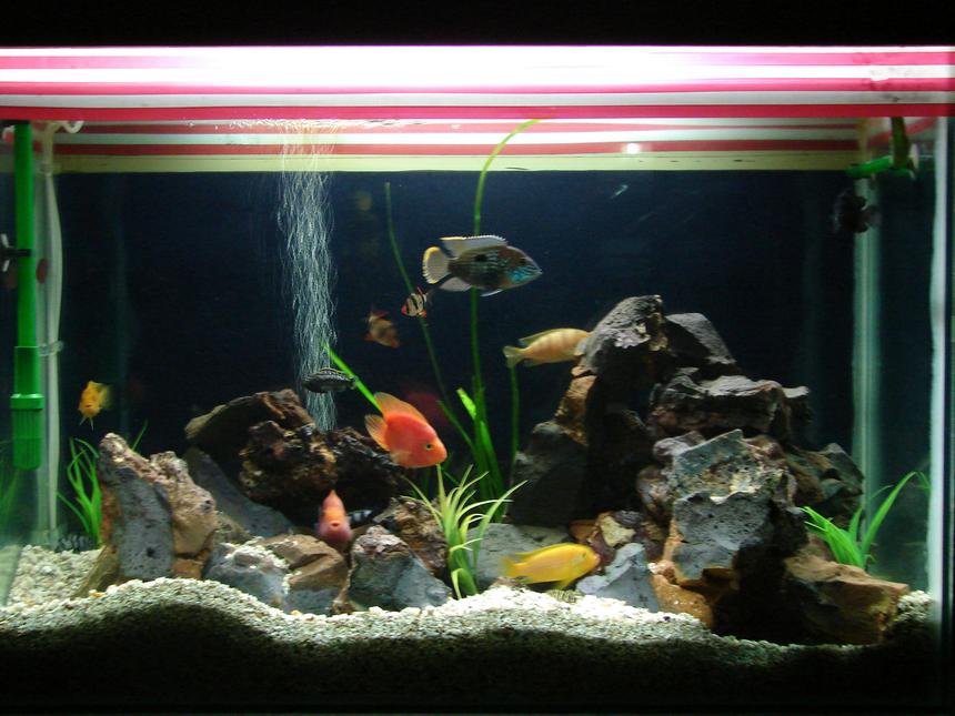 Rated #1505: 67 Gallons Freshwater Fish Tank - malawi cichlid tank