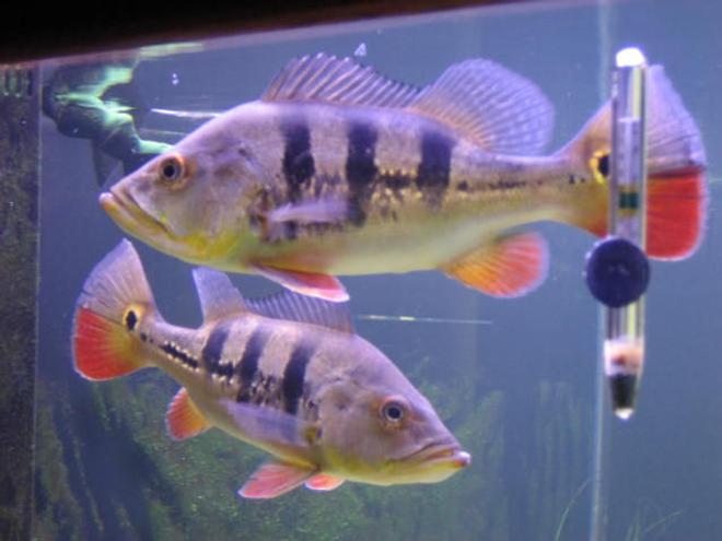 freshwater fish - cichlia ocellaris - peacock bass stocking in 225 gallons tank - Peacock bass.