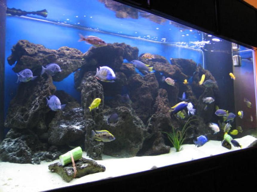 Rated #15: 225 Gallons Freshwater Fish Tank - Updated semi-side shot of my 225 gallon.