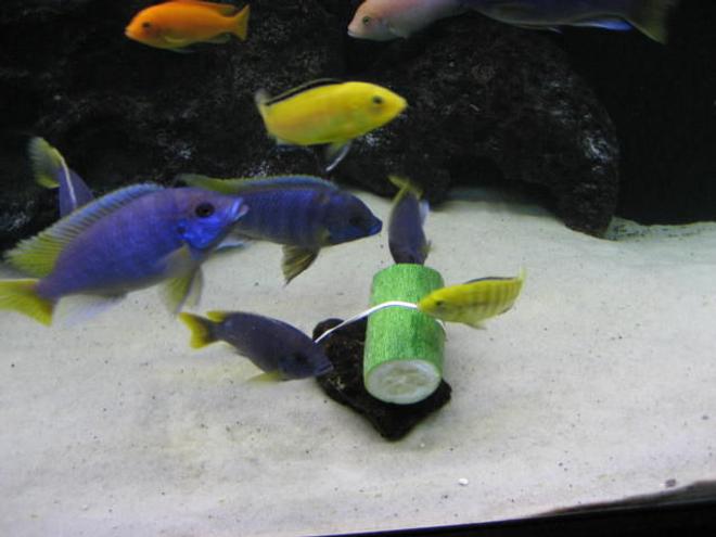 freshwater fish - aulonocara stuartgranti - peacock cichlid stocking in 225 gallons tank - Zucchini feeding.