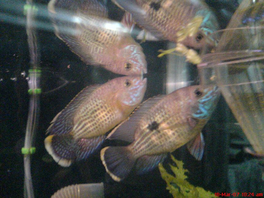 Rated #1877: Freshwater Fish - Aequidens Rivulatus - Green Terror Stocking In 40 Gallons Tank - this is my green terror pair
i love them