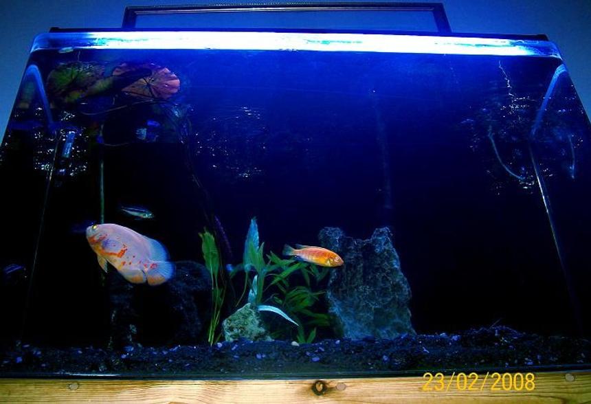 Rated #272: 26 Gallons Planted Tank - OSCAR THE GROUCH