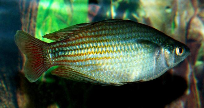 freshwater fish - melanotaenia splendida - australian rainbow stocking in 110 gallons tank - Austrailian Rainbow