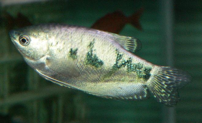 freshwater fish - trichogaster trichopterus - opaline gourami stocking in 110 gallons tank - Blue Gourami