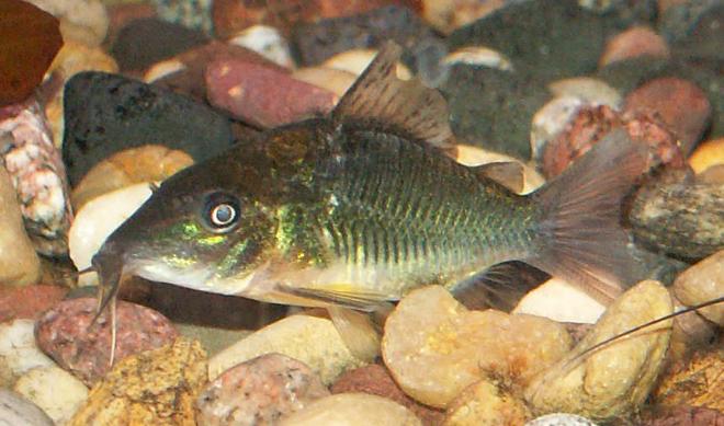freshwater fish - brochis splendens - emerald green cory cat stocking in 110 gallons tank - Emerald Cory