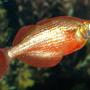 freshwater fish - glossolepis incisis - red irian rainbow stocking in 110 gallons tank - Red Rainbow